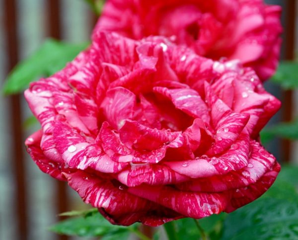 Роза чайно-гибридная Ред интуишн купить саженцы розы Крым розы