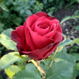 Роза чайно-гибридная Селена купить саженцы розы недорого с доставкой почтой