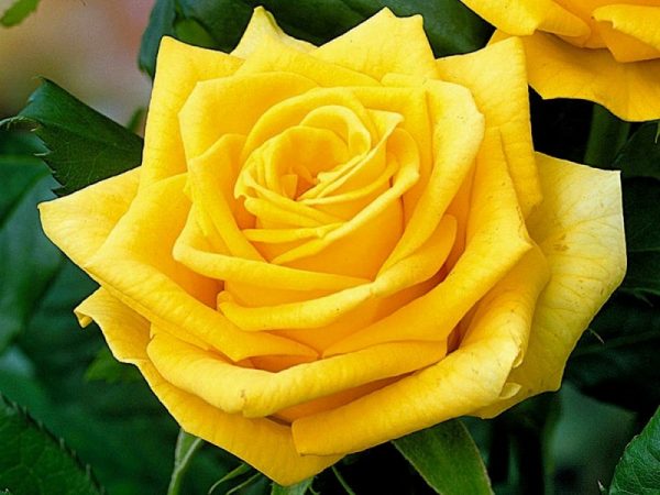 Роза чайно-гибридная Сфинкс саженцы цена розы Крым