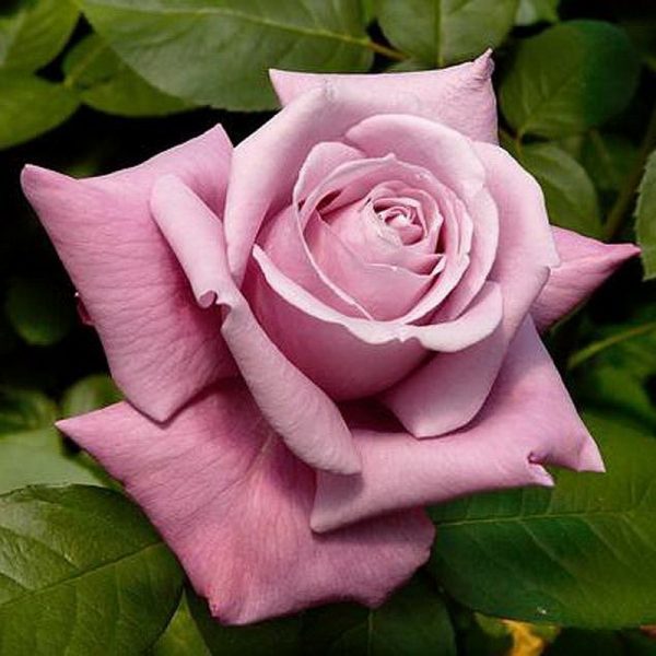 Роза чайно-гибридная Шарль де Голль продажа саженцев цена доставка недорого
