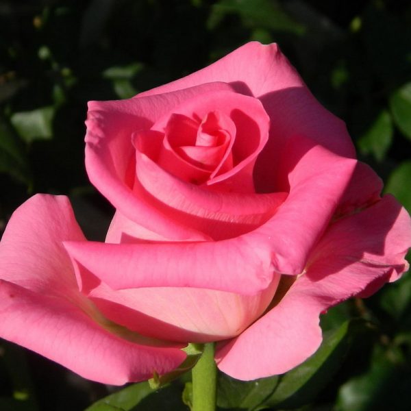 Роза чайно-гибридная Топаз продажа саженцев розы с доставкой