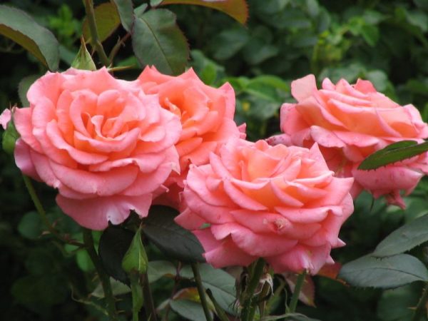 Роза чайно-гибридная Тоскания купить розы в Крыму цена