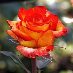 Роза чайно-гибридная Трезор купить розы цена в Крыму