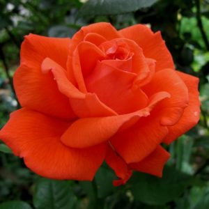 Роза чайно-гибридная Тропиканка цена в Крыму недорого