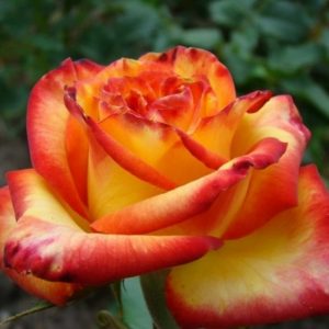 Роза чайно-гибридная Тукан купить в Крыму саженцы розы