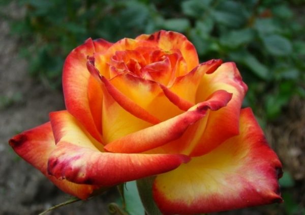 Роза чайно-гибридная Тукан купить в Крыму саженцы розы