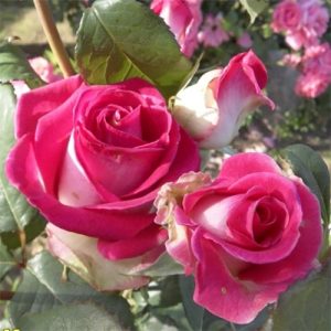 Роза чайно-гибридная Утро Парижа купить саженцы розы цена с доставкой в России