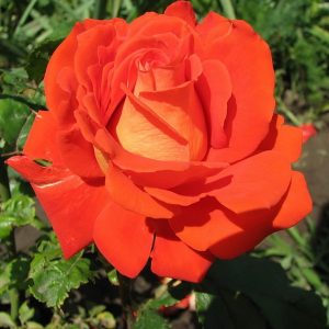 Роза чайно-гибридная Верано купить саженцы розы стоимость Крым