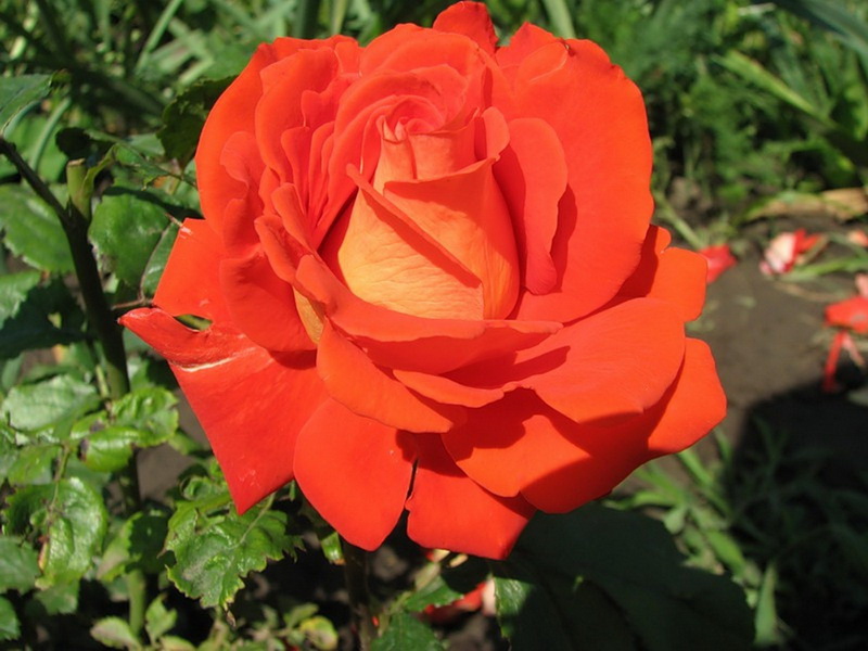 Розы чайно гибридные оранжевые сорта фото и описание
