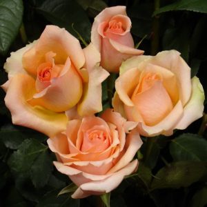 Роза чайно-гибридная Версилия купить саженцы розы стоимость Крым