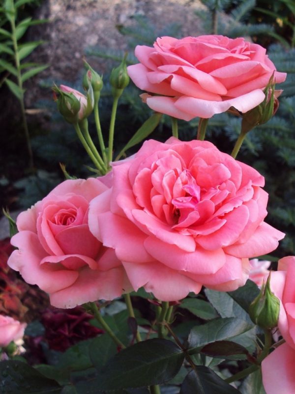 Роза флорибунда Кимоно саженцы розы цена Крым Краснодар