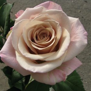 Роза флорибунда Мента купить саженцы опт и розница
