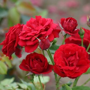 Роза флорибунда Нина Вейбул продажа саженцев розы цены в Крыму и Краснодаре