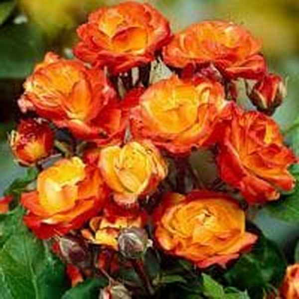Роза флорибунда Румба саженцы розы в продаже из питомника в Крыму Краснодаре