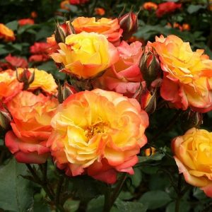 Роза флорибунда Солнечная девочка купить саженцы розы цена в Крыму Краснодар