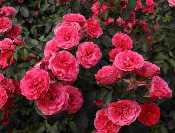 Роза плетистая Антика продажа саженцев розы по ценам питомника в Крыму