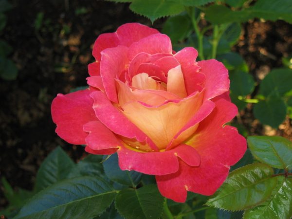 Роза плетистая Арлекин купить саженцы розы цена в Крыму