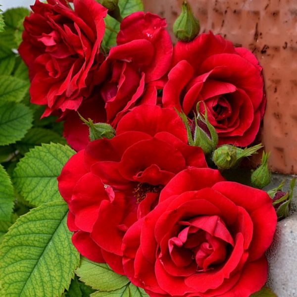 Роза плетистая Фламентанц купить саженцы розы в Крыму Краснодар