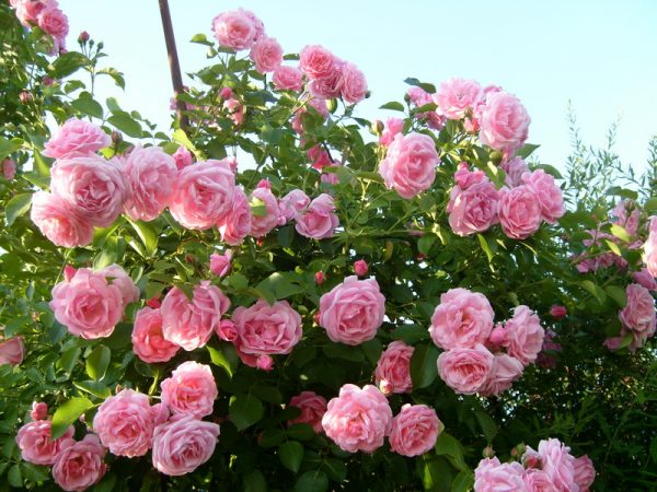 Роза плетистая Фрагецайхен цена продажи саженце в розы доставка почтой