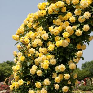 Роза плетистая Казино саженцы розы цена в Крыму