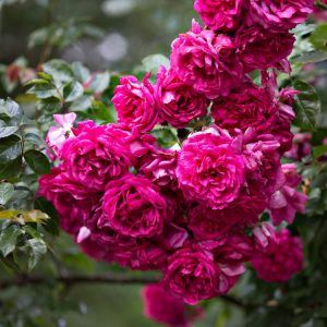 Роза плетистая Лагуна купить саженцы розы цена Крым питомник