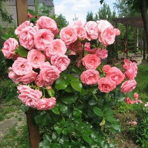 Роза плетистая Лавиния продажа саженцев розы Крым