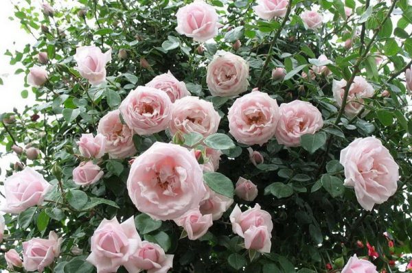 Роза плетистая Нью Доун саженцы розы купить в Крыму цена