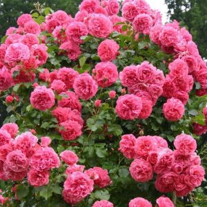 Роза плетистая Розариум ютерсен купить саженцы розы с доставкой почтой недорого