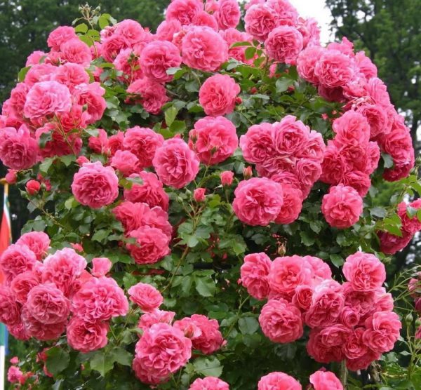 Роза плетистая Розариум ютерсен купить саженцы розы с доставкой почтой недорого