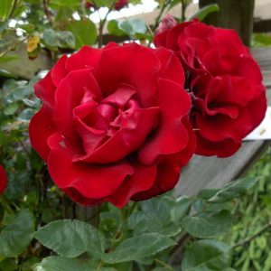 Роза плетистая Сантана продажа саженцев розы недорого Крым