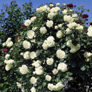 Роза плетистая Шнеевальзер цена питомника на саженцы розы в Крыму