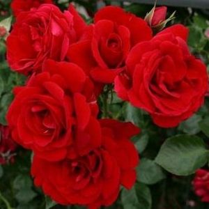 Роза плетистая Симпатия саженцы цена в Крыму
