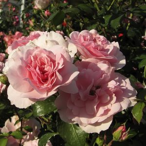 Роза почвопокровная Боника купить саженцы в Крыму саженцы роз