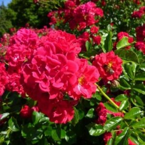 Роза почвопокровная Хеллоу купить саженцы розы цены в Крыму