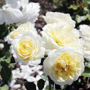 Роза почвопокровная Кент купить саженцы в Крыму Краснодар