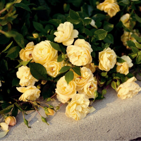 Роза почвопокровная Зоненширм продажа саженцев розы цена в Крыму