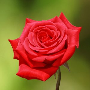 Роза спрей Микадо саженцы купить в Крыму розы