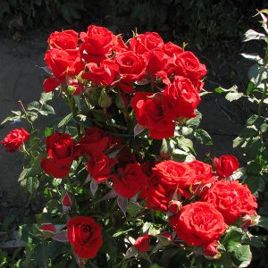 Роза спрей Мирабель саженцы розы купить Крым Краснодар доставка