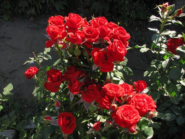 Роза спрей Мирабель саженцы розы купить Крым Краснодар доставка