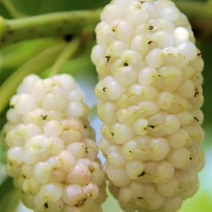 Шелковица белая крупноплодная цена на саженцы шелковицы, купить в Крыму