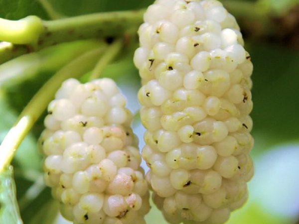 Шелковица белая крупноплодная цена на саженцы шелковицы, купить в Крыму