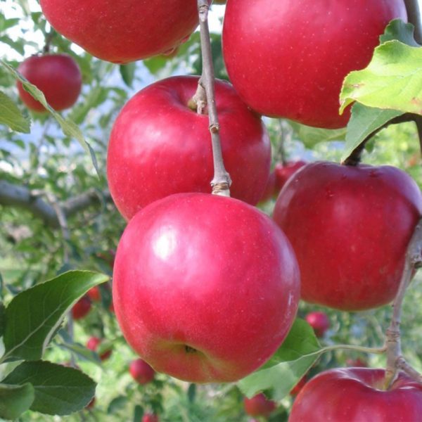 Яблоня Афродита купить саженцы Крым цены на яблони саженцы