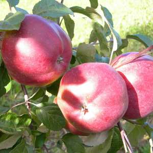 Яблоня Антей купить саженцы в Крыму цены на саженцы яблони