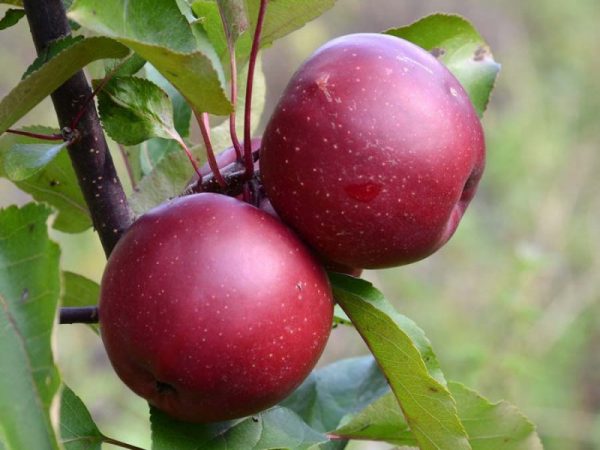 Яблоня Байя мариса саженцы яблони цена в Крыму