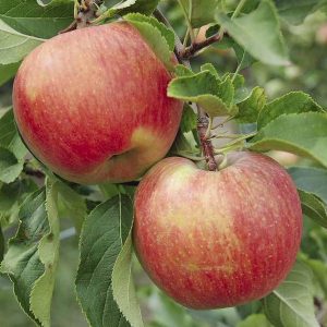 Яблоня Чемпион Рено продажа саженцев яблони цены в Крыму