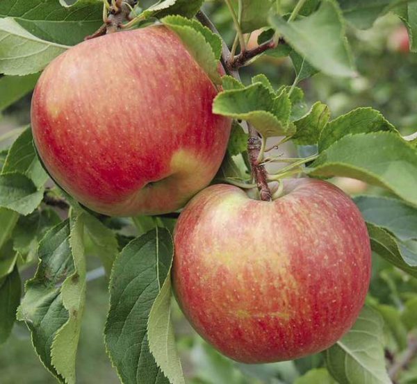 Яблоня Чемпион Рено продажа саженцев яблони цены в Крыму