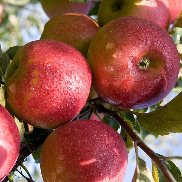 Яблоня Джонаголд купить саженцы цена яблони Крым