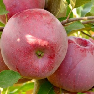 Яблоня Флорина продажа саженцев яблони цены в Крыму