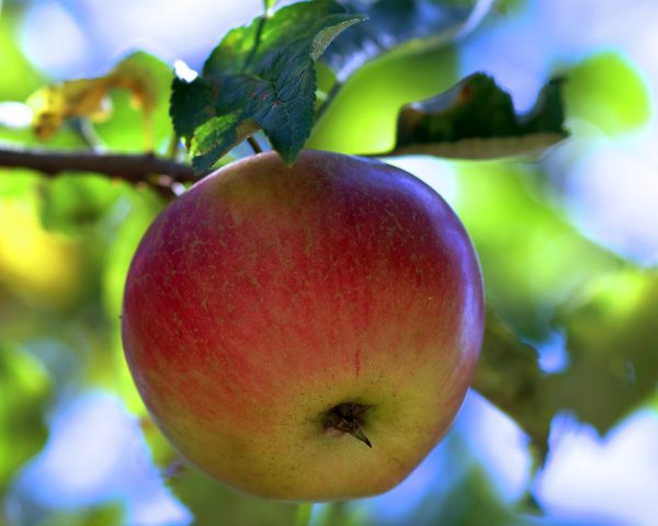 Яблоня Фреш продажа саженцев яблони цены в Крыму