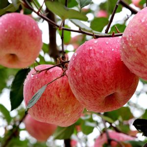 Яблоня Фуджи продажа саженцев яблони цены в Крыму